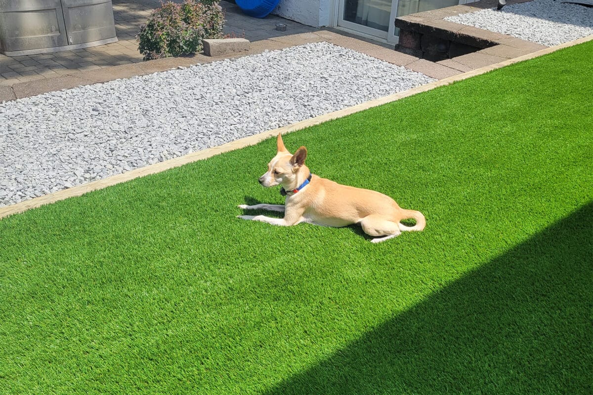 Dog & Pet Turf Installation