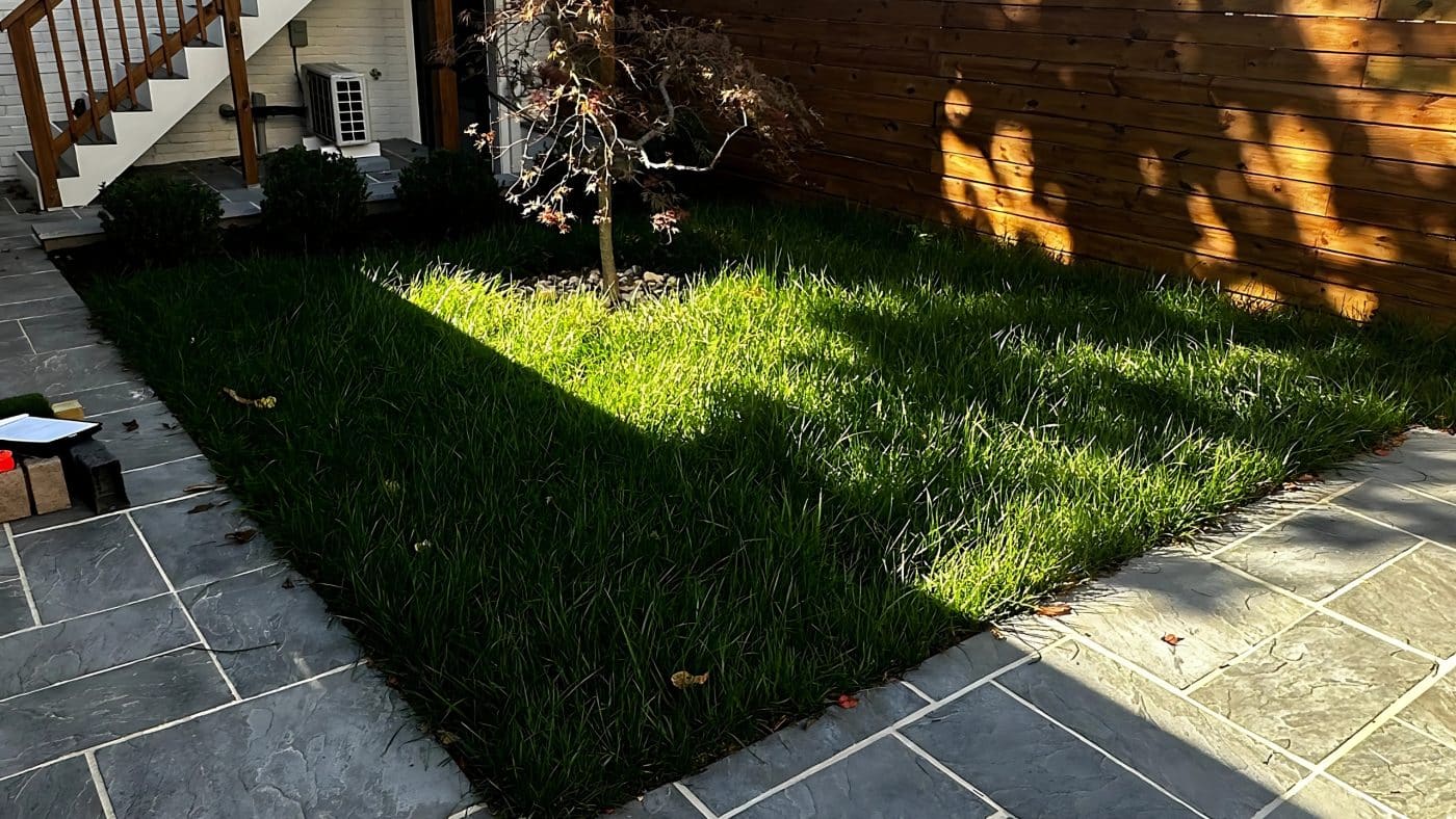 old grass in backyard