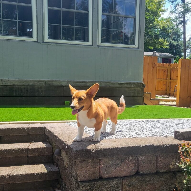 Dog & Pet Turf Installation dog by turf for backyard with dogs