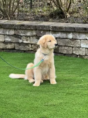 Kevin S. - Dog & Pet Turf Installation In Lebanon, NJ