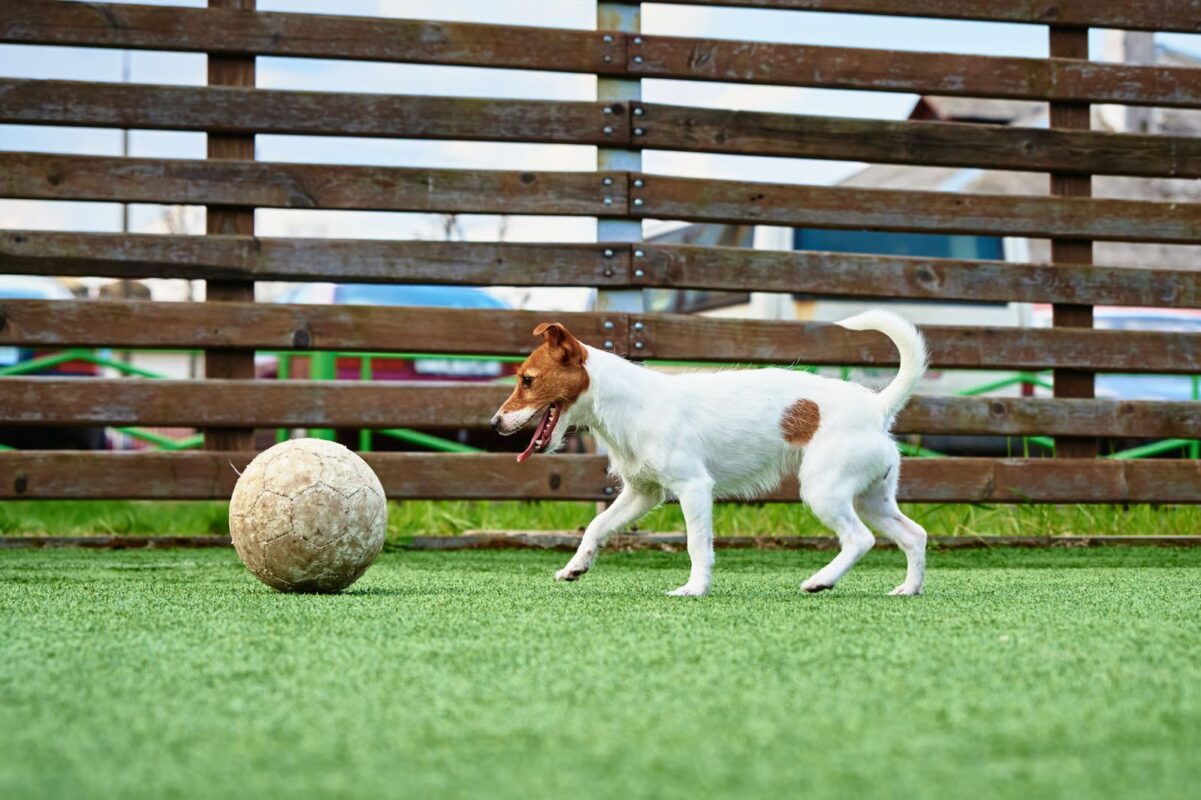Backyard Artificial Turf Ideas backyard turf design