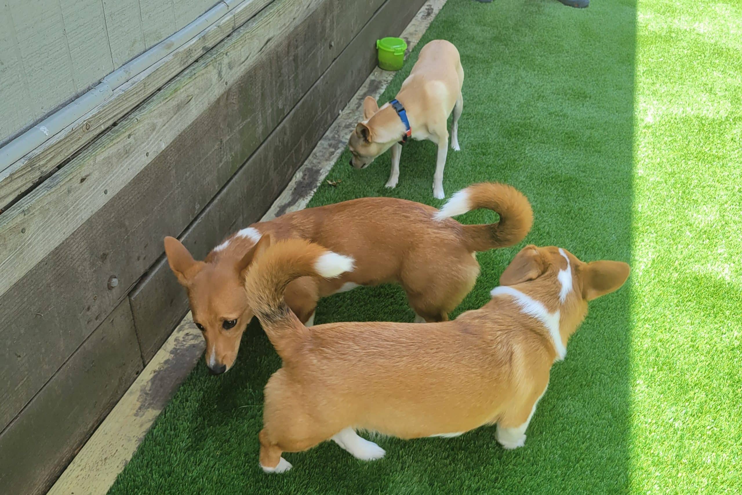 Dog-Friendly Turf for backyards