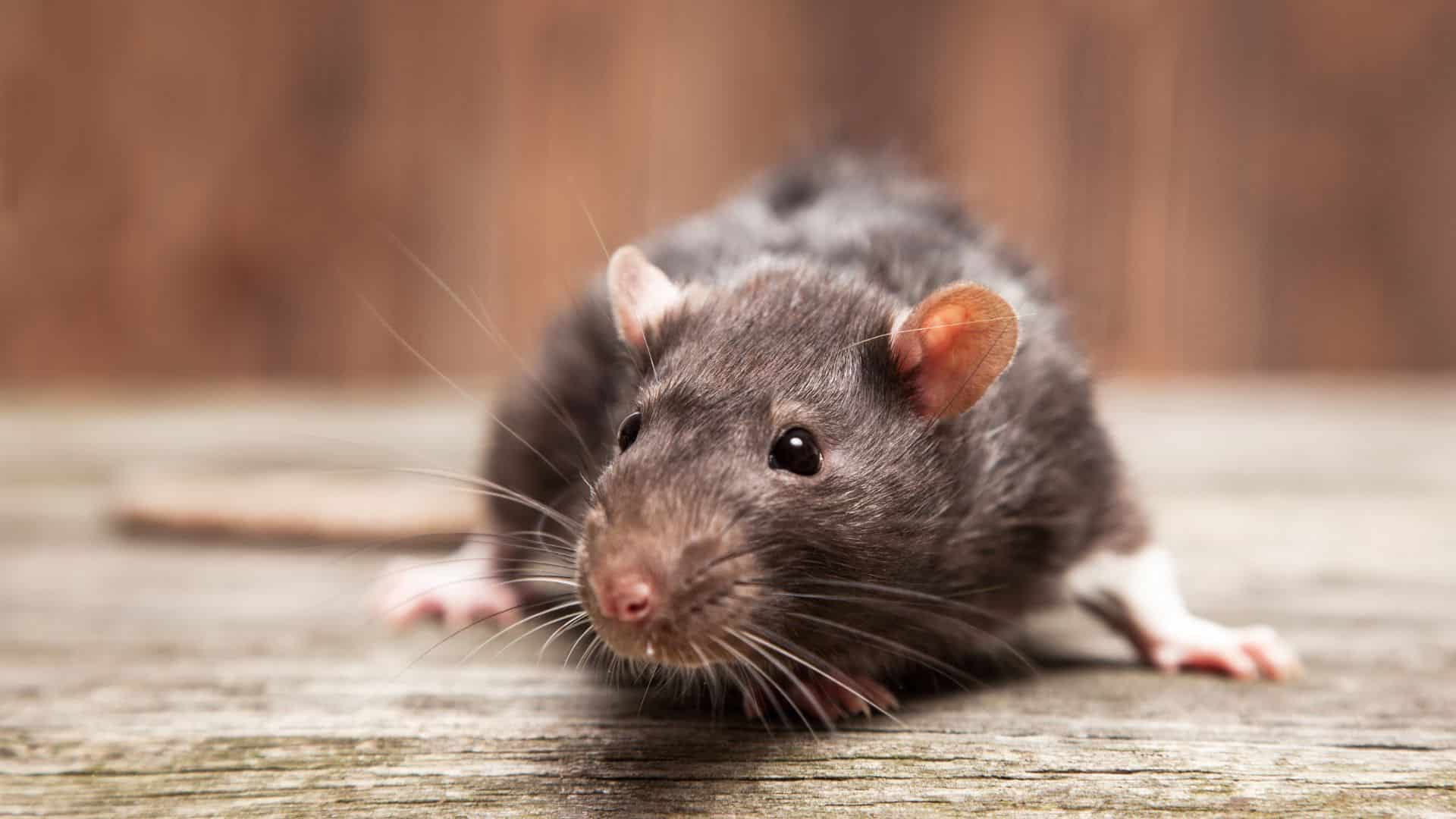 Why You Shouldn't Install Your Shed on Shed Foundation Blocks critters in a shed