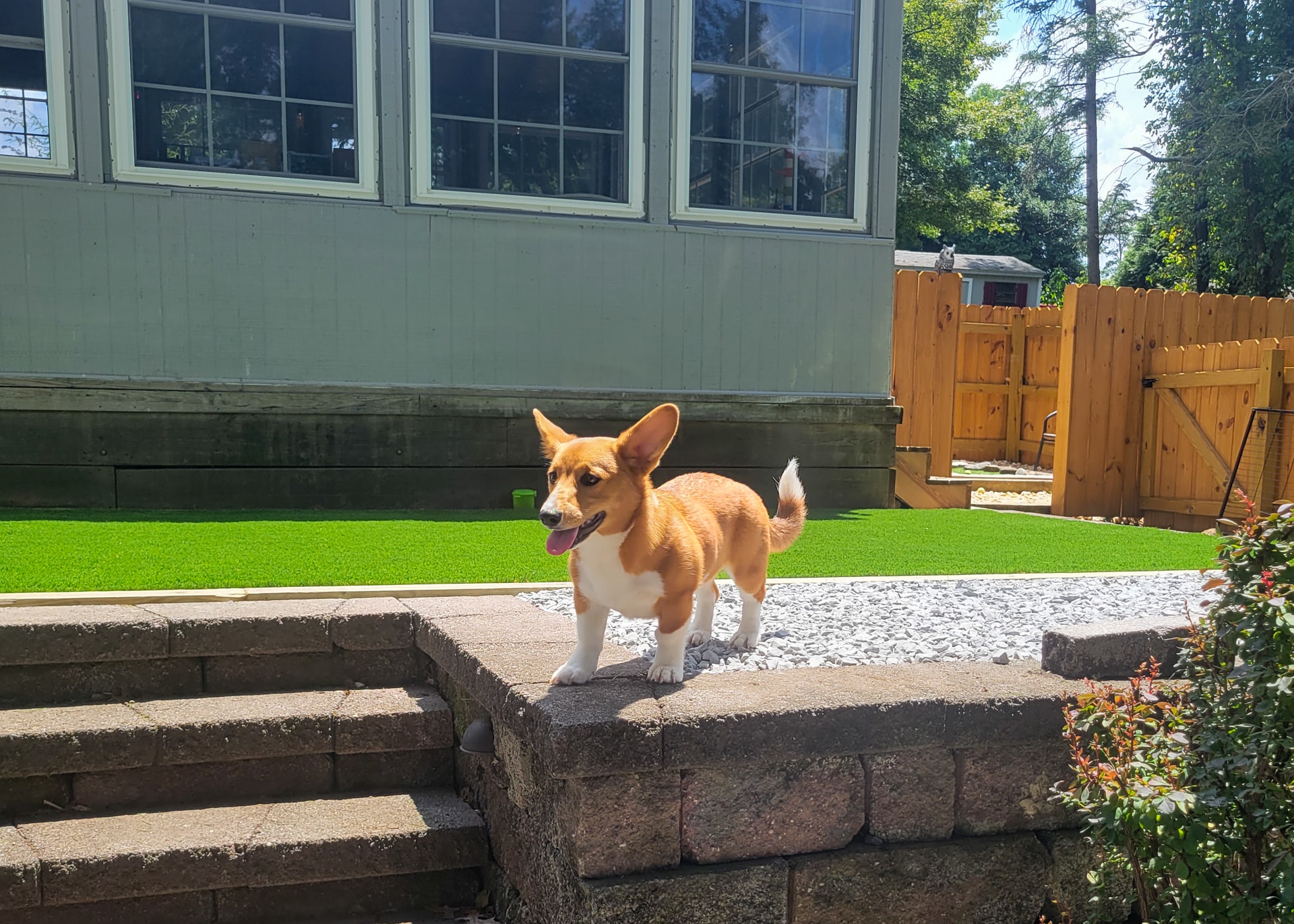 Gap, PA dog by turf for backyard with dogs
