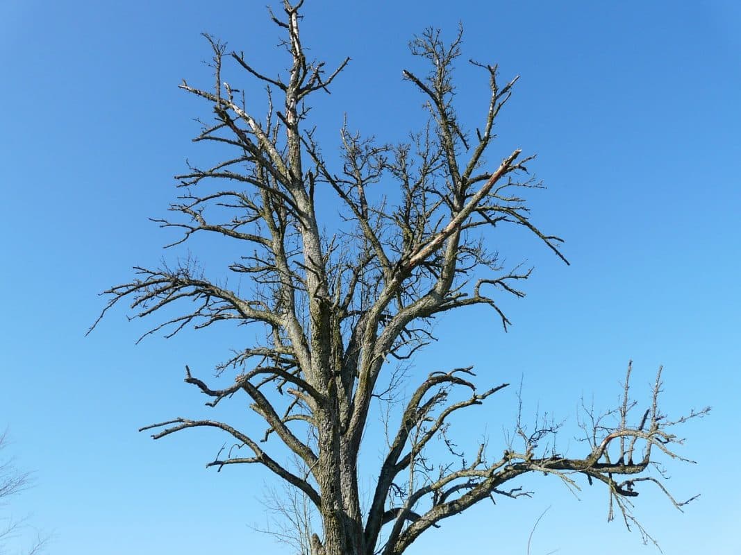 level ground for shed dying tree
